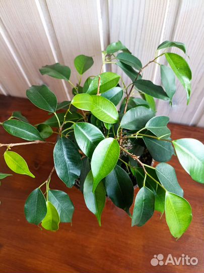 Фикус бенджамина