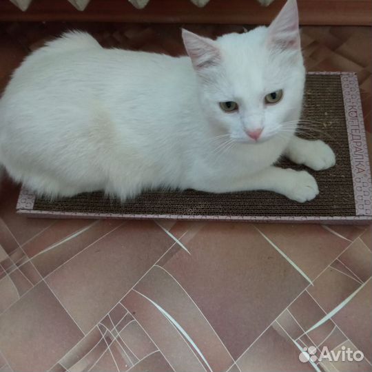 Кастрированный котик