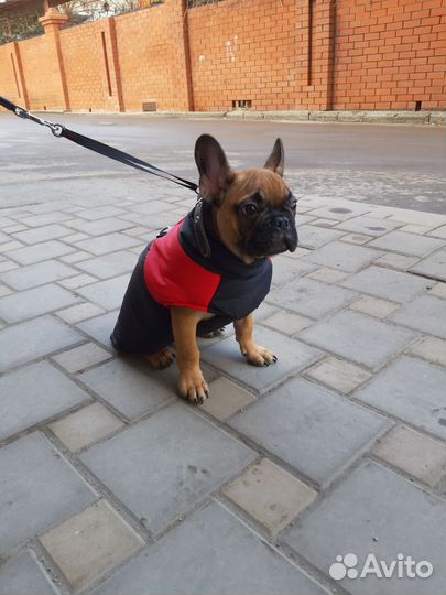 Костюмчик для собаки