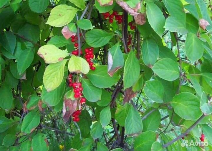 Актинидия Иссаи