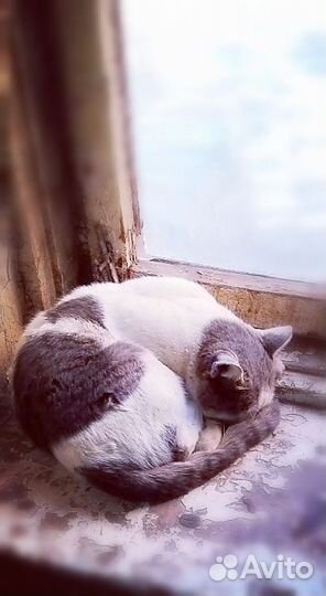 Кот в добрые руки