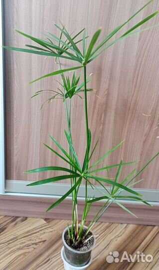 Отдам цветок при покупке комнатные растения