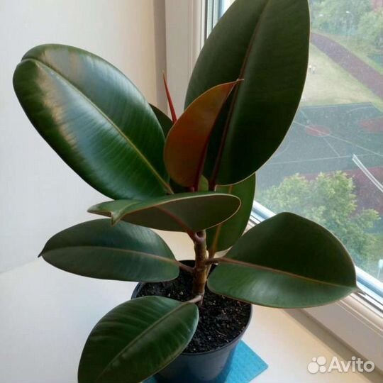 Фикус каучуконосный Робуста