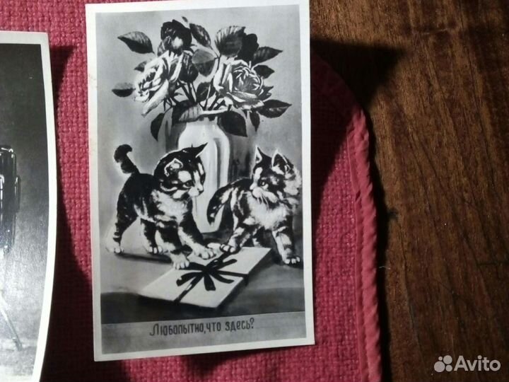 Почтовая карточка / кошки,котята /1940/50e гссср