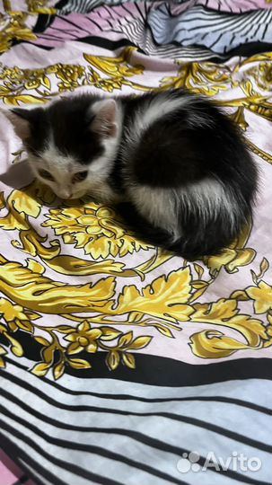Котятки девочки
