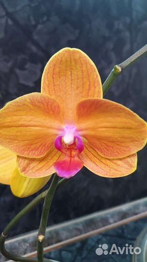 Орхидея фаленопсис