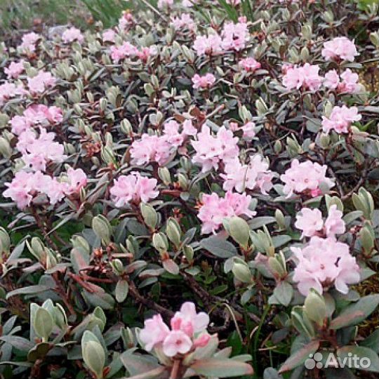 Саган дайля