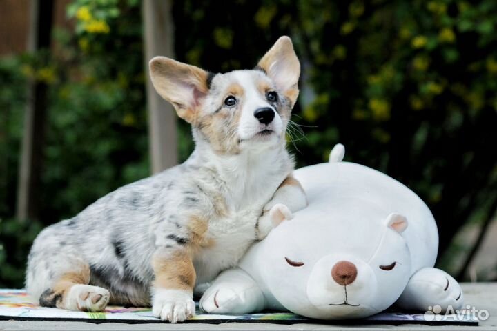 Корги