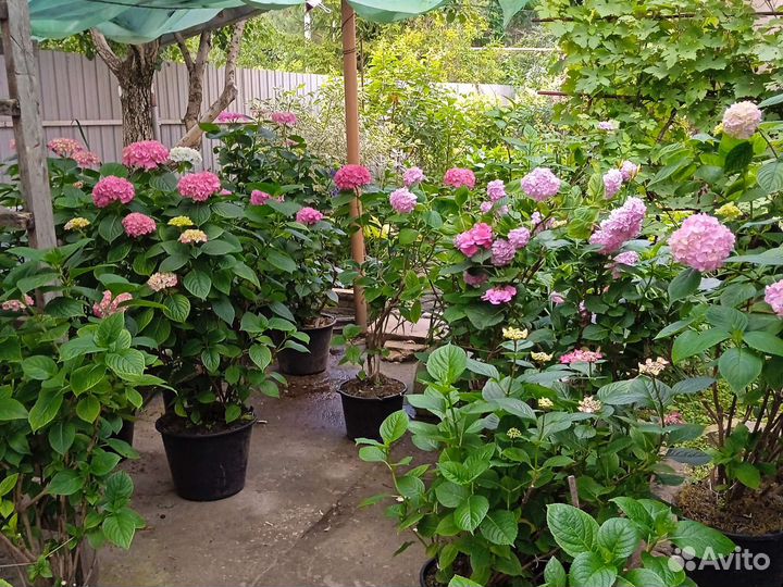 Гортензия в объеме 20 литров