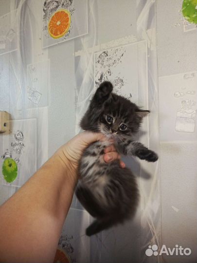 Мальчик, красивый в добрые руки