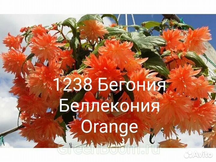 Бегония вегетативная