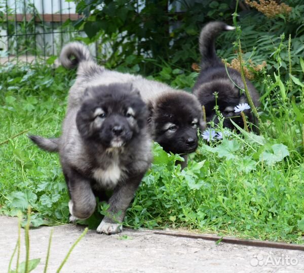 Щенки кавказской овчарки
