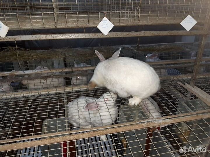 Клетки для кроликов бу