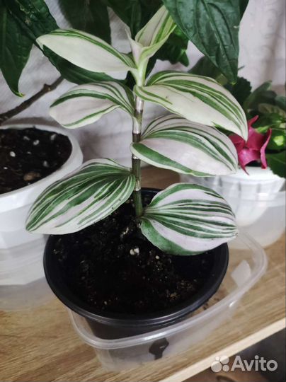 Комнатные лианы