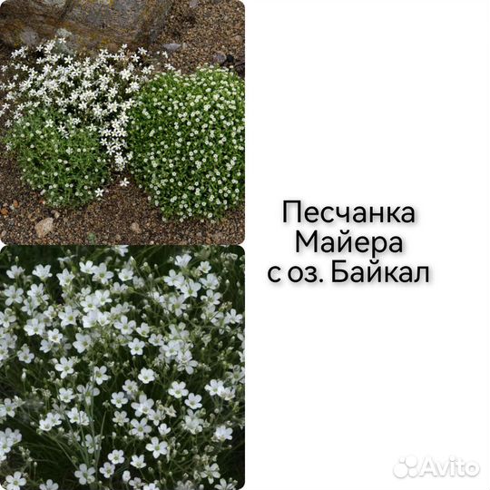 Саженцы многолетних цветов