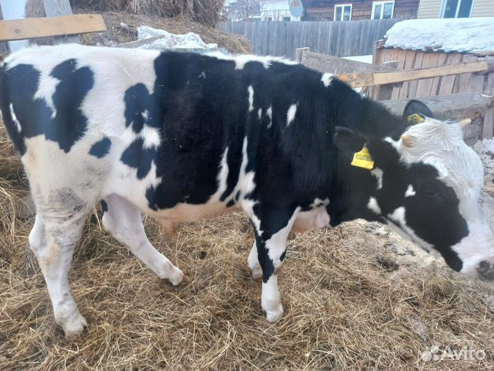 Бычки и быки