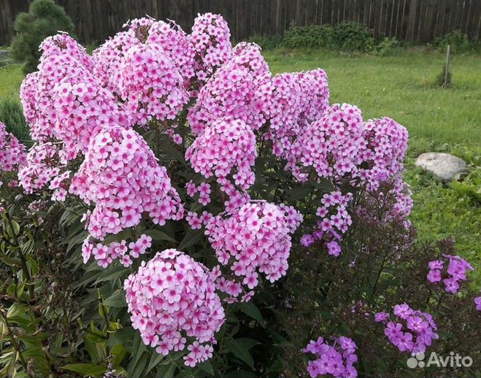 Флоксы мелкоцветковые