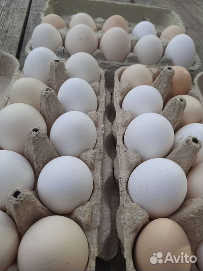 Домашние куриные яйца