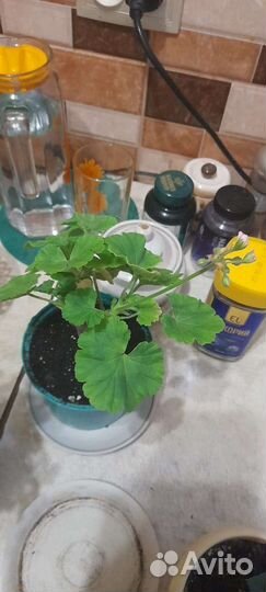 Продаю пеларгонию