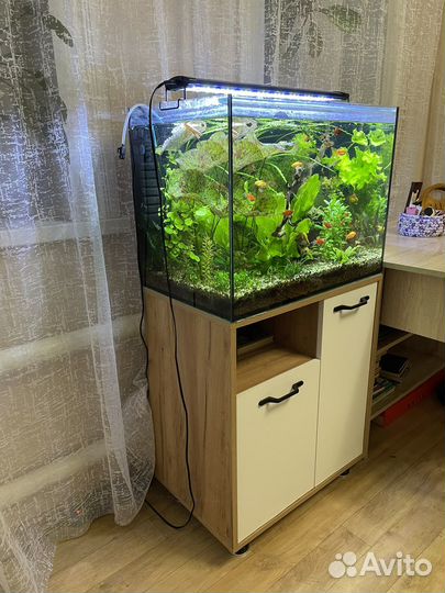 Аквариум с тумбой 100 л скалярии коряга