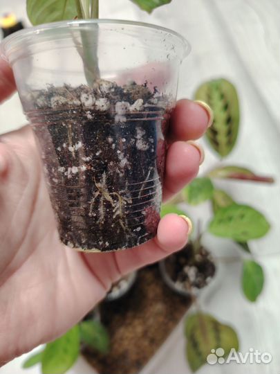 Маранта триколор