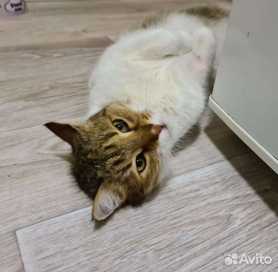 Кот Василий в добрый дом