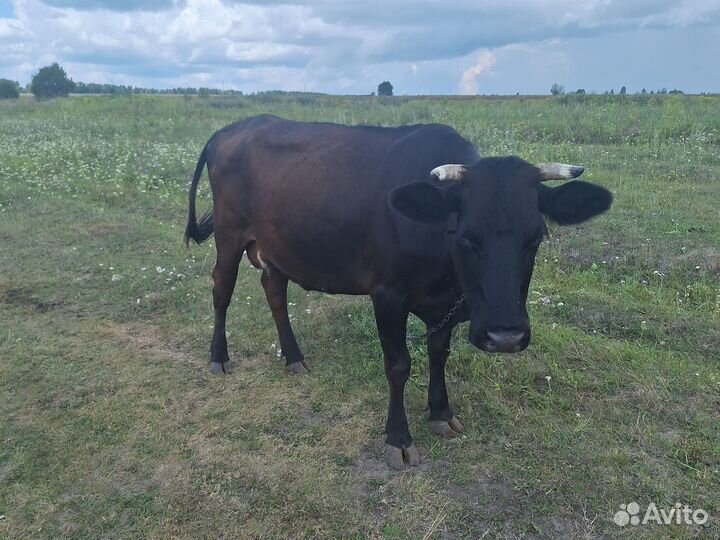 Корова дойная