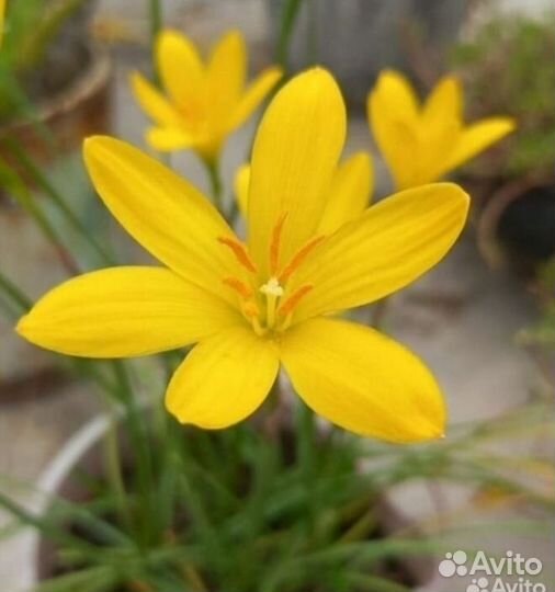 Зефирантес желтый, красный, белый, розовый