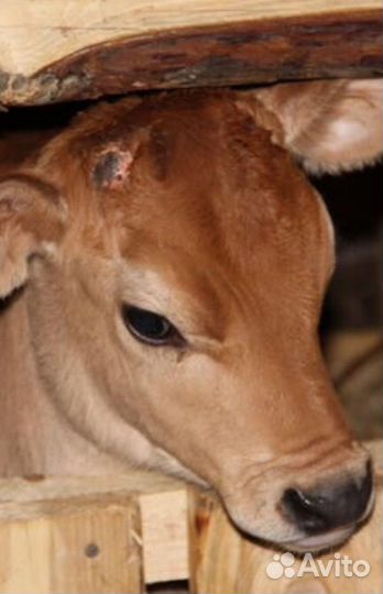 Чистопородная телочка джерсейской породы