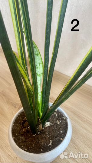 Сансевиерия высокая