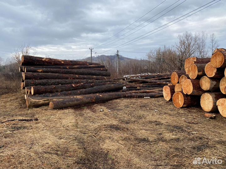 Продам кедр кругляк горноалтайский лечебный