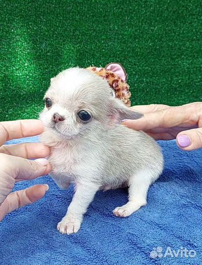 Чихуахуа супермини мальчик нежного окраса