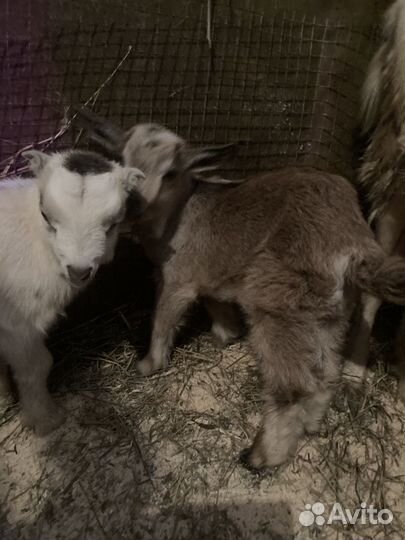 Козлята