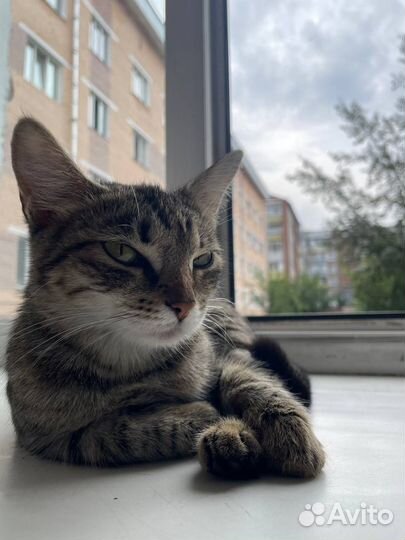 Европейская