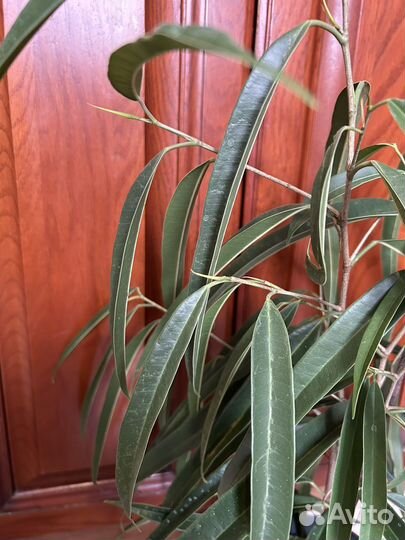 Фикус Али и фикус Саманта