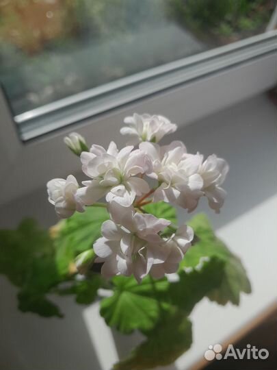 Пеларгония герань сортовая