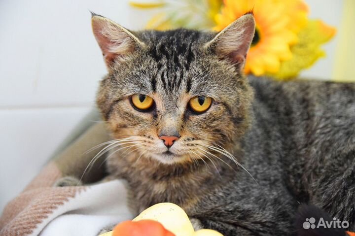 Мужчина мечты