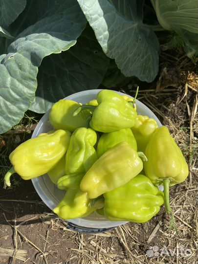 Перец башкирский