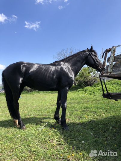 Лошади жеребец