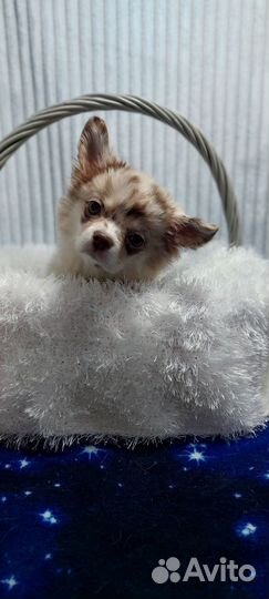 Чихуахуа девочка шоколадный мерле