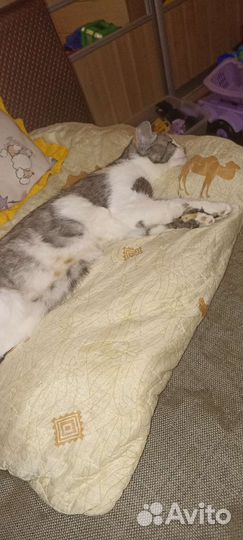 Кошечка в добрые руки