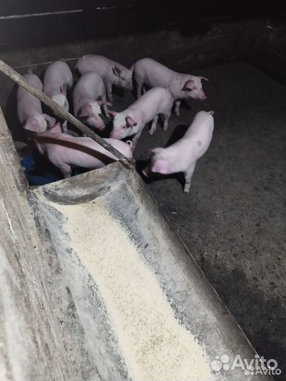 Поросята