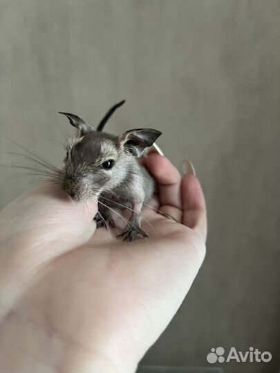 Дегу девочки