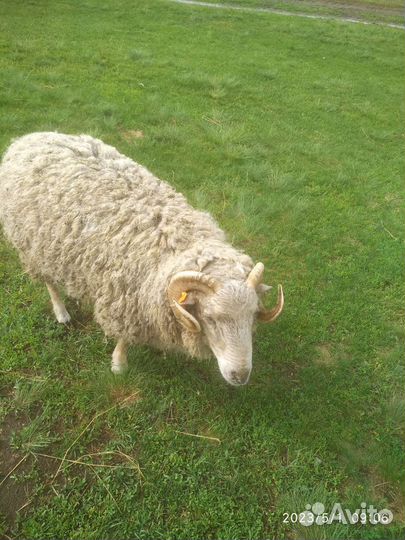 Овцы бараны