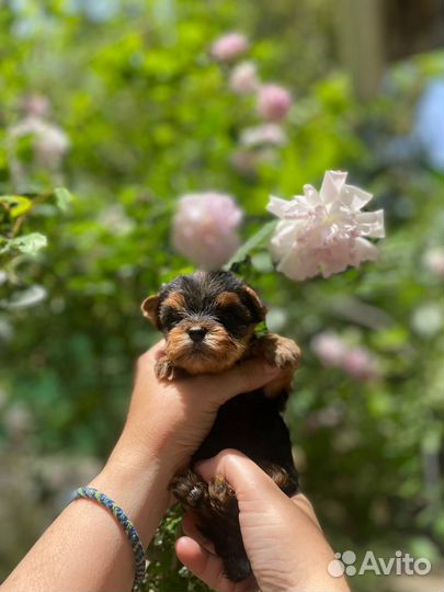 Йоркширский терьер