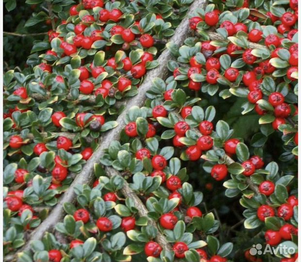 Кизильник блестящий