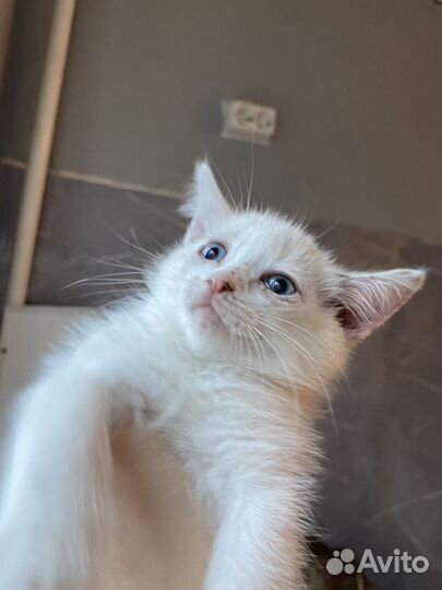 Котята в добрые руки бесплатно