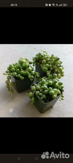 Крестовник роули