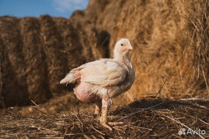 Подрощенный корнишон, цыплёнок Табака