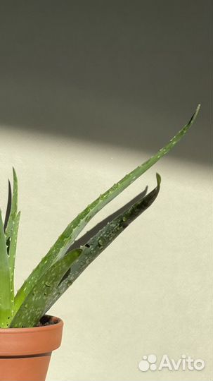 Алоэ, лекарственое растение